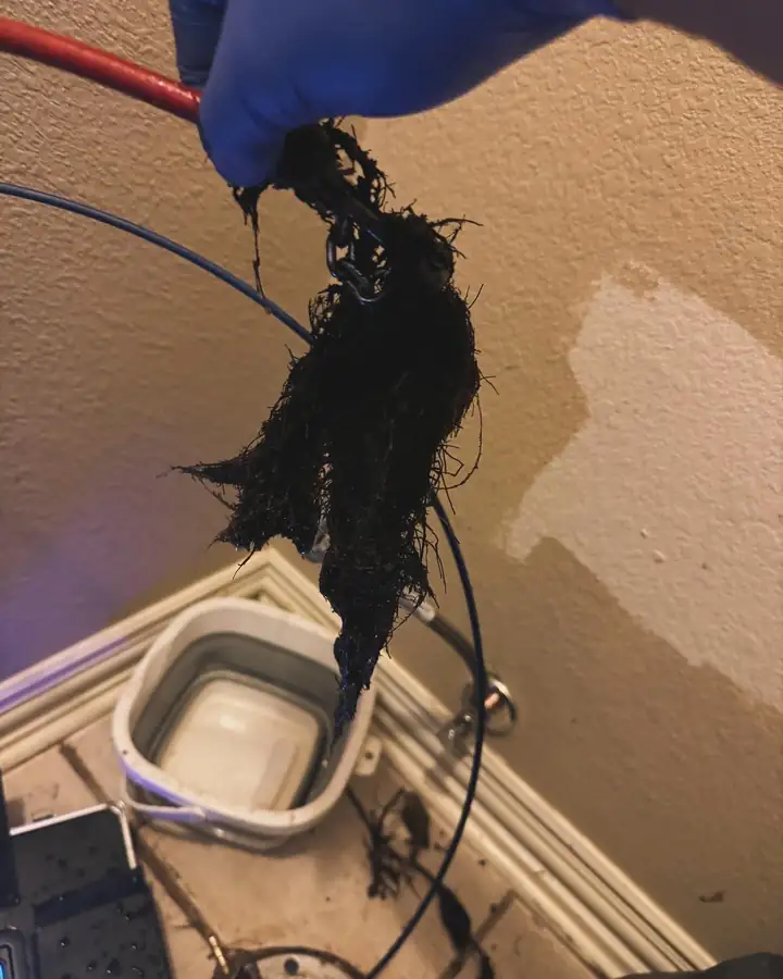 Roots pulled out of a drain line through the toilet opening, Frisco